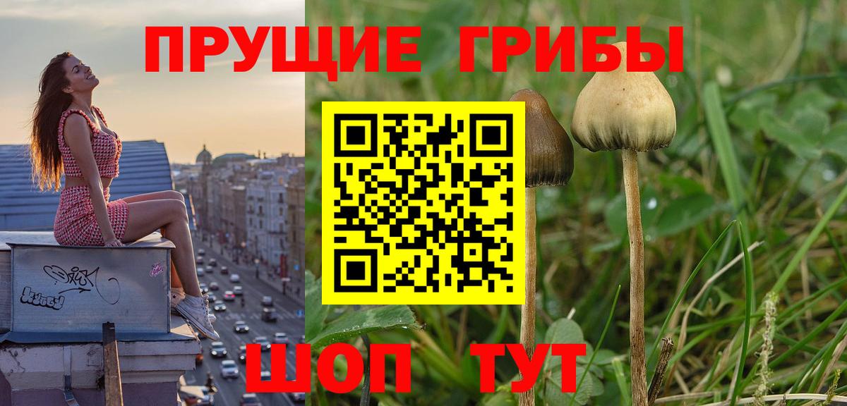 Псилоцибиновые грибы GOLDEN TEACHER  Вход с VPN  Гатчина 